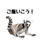 しっぽリング！ワオキツネザルの毎日（個別スタンプ：6）