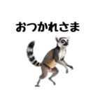しっぽリング！ワオキツネザルの毎日（個別スタンプ：9）