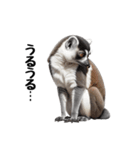 しっぽリング！ワオキツネザルの毎日（個別スタンプ：12）