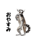 しっぽリング！ワオキツネザルの毎日（個別スタンプ：13）