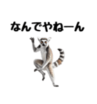 しっぽリング！ワオキツネザルの毎日（個別スタンプ：14）