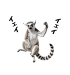 しっぽリング！ワオキツネザルの毎日（個別スタンプ：15）