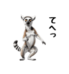 しっぽリング！ワオキツネザルの毎日（個別スタンプ：19）