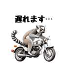 しっぽリング！ワオキツネザルの毎日（個別スタンプ：21）