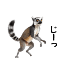 しっぽリング！ワオキツネザルの毎日（個別スタンプ：22）