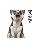 しっぽリング！ワオキツネザルの毎日（個別スタンプ：26）