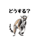 しっぽリング！ワオキツネザルの毎日（個別スタンプ：27）