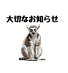 しっぽリング！ワオキツネザルの毎日（個別スタンプ：31）