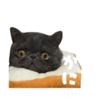 リアルロワのLINEスタンプ（個別スタンプ：13）