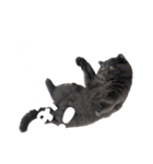 リアルロワのLINEスタンプ（個別スタンプ：15）