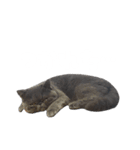 リアルロワのLINEスタンプ（個別スタンプ：22）