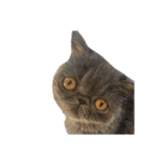 リアルロワのLINEスタンプ（個別スタンプ：24）