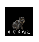 表情ゆたかネコたち 黒＆白＆海＆空（個別スタンプ：1）