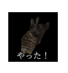 表情ゆたかネコたち 黒＆白＆海＆空（個別スタンプ：2）