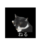 表情ゆたかネコたち 黒＆白＆海＆空（個別スタンプ：3）