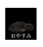 表情ゆたかネコたち 黒＆白＆海＆空（個別スタンプ：4）
