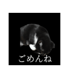 表情ゆたかネコたち 黒＆白＆海＆空（個別スタンプ：5）