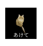 表情ゆたかネコたち 黒＆白＆海＆空（個別スタンプ：7）