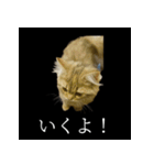 表情ゆたかネコたち 黒＆白＆海＆空（個別スタンプ：8）