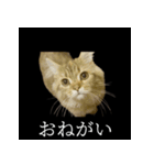 表情ゆたかネコたち 黒＆白＆海＆空（個別スタンプ：10）