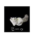 表情ゆたかネコたち 黒＆白＆海＆空（個別スタンプ：11）