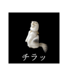 表情ゆたかネコたち 黒＆白＆海＆空（個別スタンプ：12）