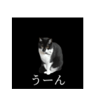 表情ゆたかネコたち 黒＆白＆海＆空（個別スタンプ：13）