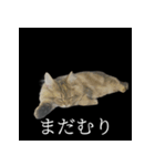 表情ゆたかネコたち 黒＆白＆海＆空（個別スタンプ：14）