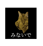 表情ゆたかネコたち 黒＆白＆海＆空（個別スタンプ：15）