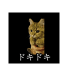 表情ゆたかネコたち 黒＆白＆海＆空（個別スタンプ：16）