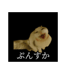 表情ゆたかネコたち 黒＆白＆海＆空（個別スタンプ：17）