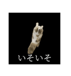 表情ゆたかネコたち 黒＆白＆海＆空（個別スタンプ：18）