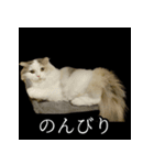 表情ゆたかネコたち 黒＆白＆海＆空（個別スタンプ：19）
