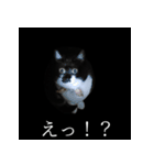 表情ゆたかネコたち 黒＆白＆海＆空（個別スタンプ：20）