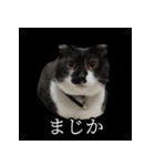 表情ゆたかネコたち 黒＆白＆海＆空（個別スタンプ：21）