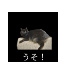 表情ゆたかネコたち 黒＆白＆海＆空（個別スタンプ：22）