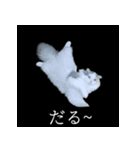 表情ゆたかネコたち 黒＆白＆海＆空（個別スタンプ：24）