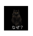 表情ゆたかネコたち 黒＆白＆海＆空（個別スタンプ：26）