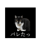 表情ゆたかネコたち 黒＆白＆海＆空（個別スタンプ：27）