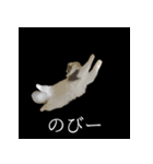 表情ゆたかネコたち 黒＆白＆海＆空（個別スタンプ：30）