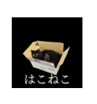 表情ゆたかネコたち 黒＆白＆海＆空（個別スタンプ：31）