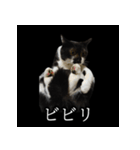 表情ゆたかネコたち 黒＆白＆海＆空（個別スタンプ：32）