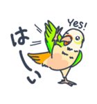 ウロコインコの日常で使えるスタンプ（個別スタンプ：6）