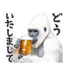 ごりごりゴリラ★酒ビール！やさしい敬語白（個別スタンプ：19）