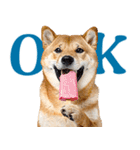 夏わんとも！柴犬サマー（日常）（個別スタンプ：1）