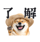 夏わんとも！柴犬サマー（日常）（個別スタンプ：2）