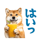 夏わんとも！柴犬サマー（日常）（個別スタンプ：3）