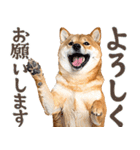 夏わんとも！柴犬サマー（日常）（個別スタンプ：4）