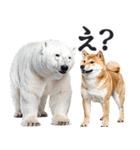 夏わんとも！柴犬サマー（日常）（個別スタンプ：5）