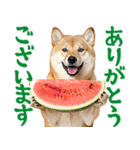 夏わんとも！柴犬サマー（日常）（個別スタンプ：6）